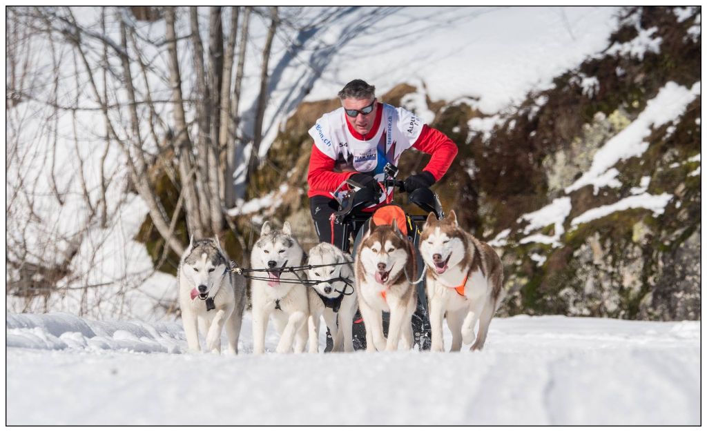 Courses Traîneaux